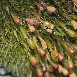 Grimmia donniana unspecified picture