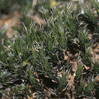 Grimmia ovalis unspecified picture