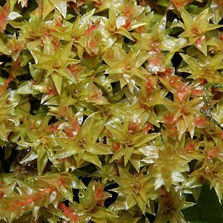 Bryum weigelii unspecified picture