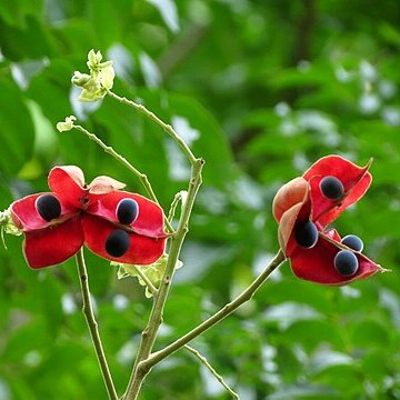 Arfeuillea unspecified picture