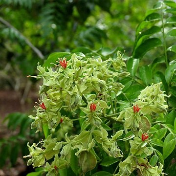 Arfeuillea unspecified picture