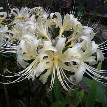 Lycoris straminea unspecified picture