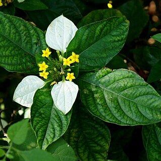 Mussaenda pubescens unspecified picture