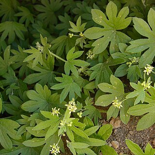 Bowlesia tropaeolifolia unspecified picture