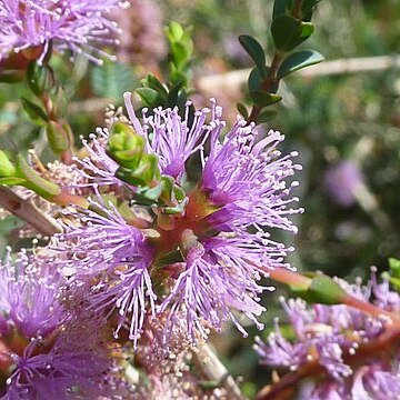 Melaleuca gibbosa unspecified picture