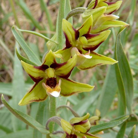 Epipactis veratrifolia unspecified picture