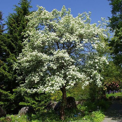 Crataegus maximowiczii unspecified picture