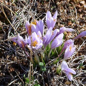 Crocus nevadensis unspecified picture