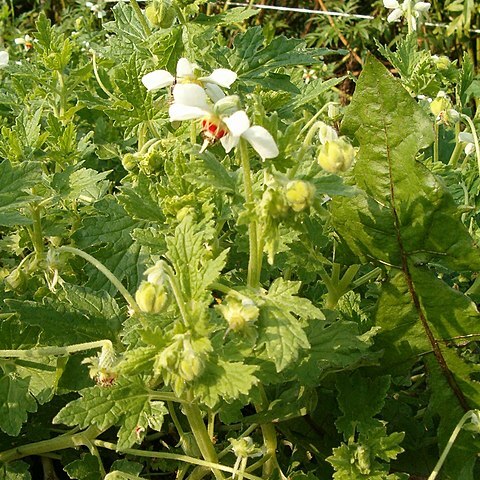 Blumenbachia hieronymi unspecified picture