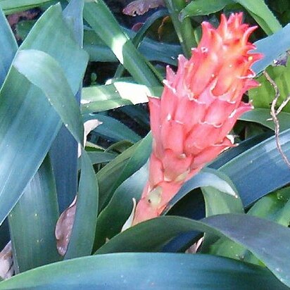 Guzmania osyana unspecified picture