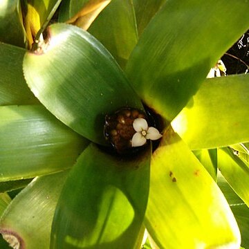 Neoregelia sarmentosa unspecified picture