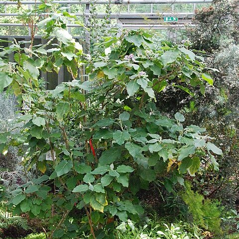 Solanum vespertilio unspecified picture