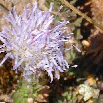 Jasione crispa subsp. crispa unspecified picture