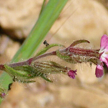 Silene psammitis unspecified picture