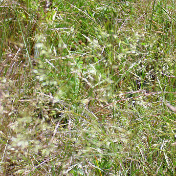 Agrostis pourretii unspecified picture