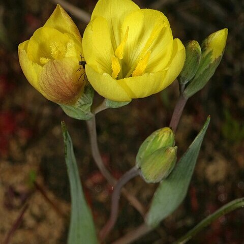 Geissorhiza ornithogaloides unspecified picture