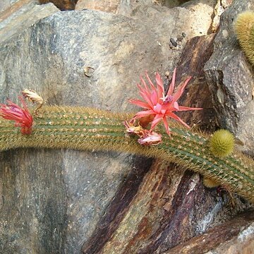 Cleistocactus winteri unspecified picture