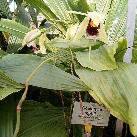 Coelogyne rumphii unspecified picture