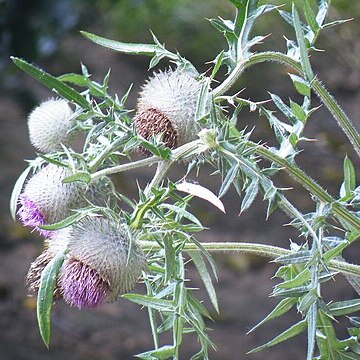 Cirsium decussatum unspecified picture