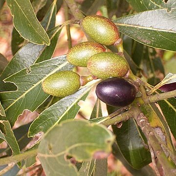 Laurus novocanariensis unspecified picture