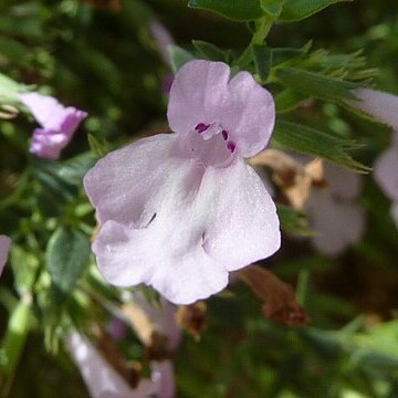 Micromeria croatica unspecified picture