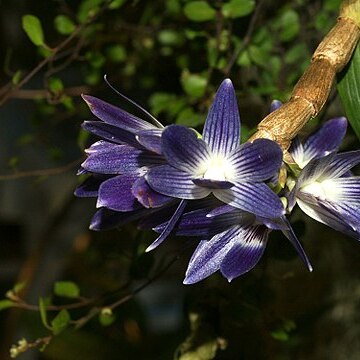 Dendrobium victoriae-reginae unspecified picture