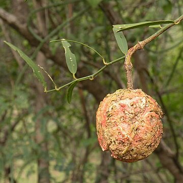 Capparis divaricata unspecified picture