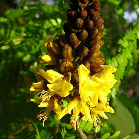 Cenostigma pluviosum var. peltophoroides unspecified picture