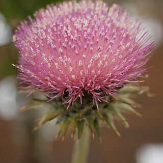 Cirsium occidentale var. californicum unspecified picture