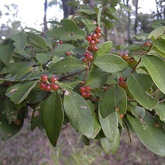 Bridelia leichhardtii unspecified picture