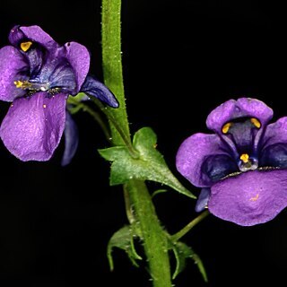 Diascia veronicoides unspecified picture