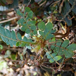 Biophytum zenkeri unspecified picture