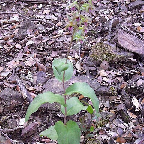 Epipactis tremolsii unspecified picture