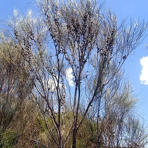 Allocasuarina distyla unspecified picture