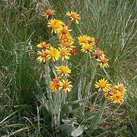 Tephroseris integrifolia subsp. capitata unspecified picture