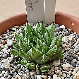 Haworthia reticulata var. subregularis unspecified picture