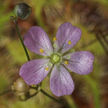 Drosera ericksoniae unspecified picture