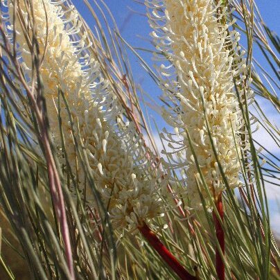 Grevillea candelabroides unspecified picture