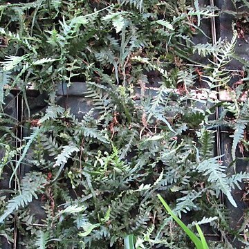 Asplenium tutwilerae unspecified picture