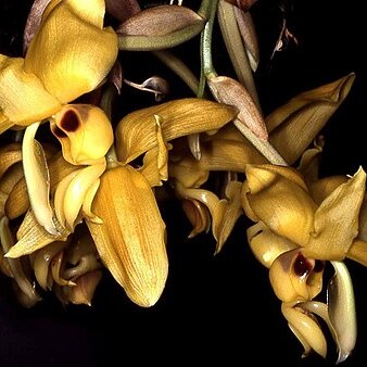 Stanhopea warszewicziana unspecified picture