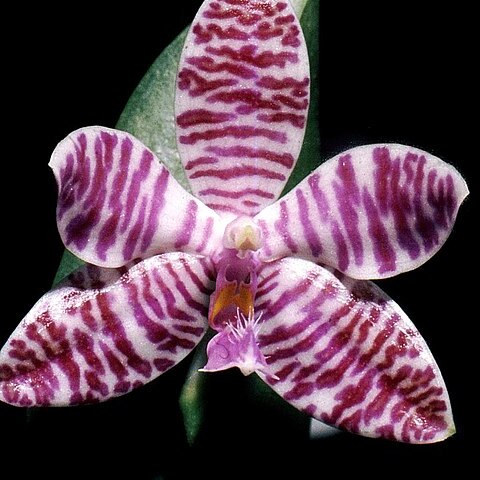 Phalaenopsis lueddemanniana unspecified picture