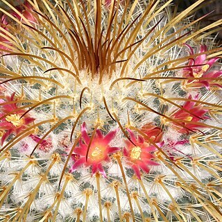 Mammillaria dixanthocentron unspecified picture