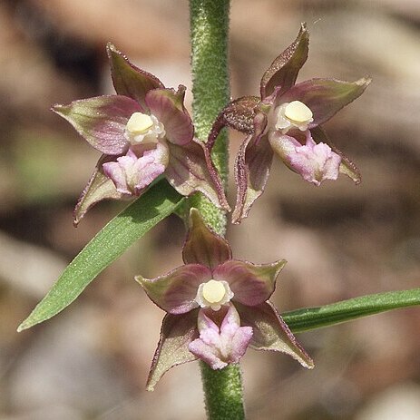 Epipactis x schmalhausenii unspecified picture