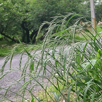 Elymus tsukushiensis unspecified picture