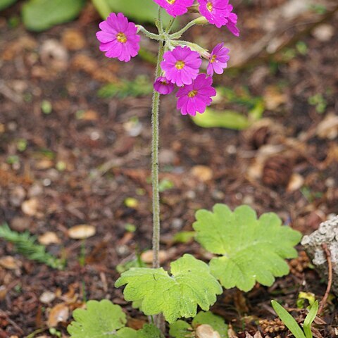 Primula polyneura unspecified picture