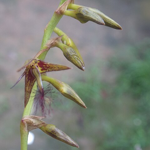 Bulbophyllum alinae unspecified picture