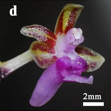 Cleisostoma linearilobatum unspecified picture