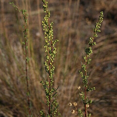 Artemisia campestris subsp. pacifica unspecified picture