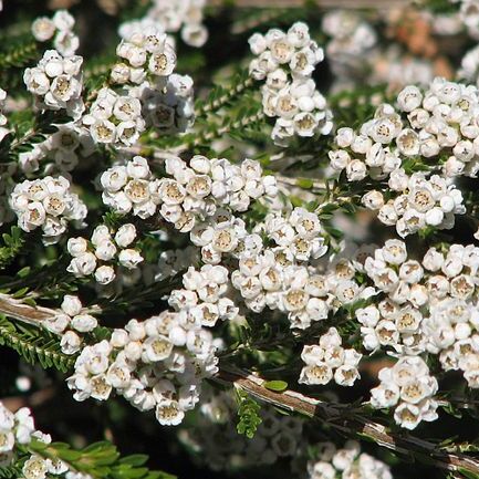 Thryptomene unspecified picture