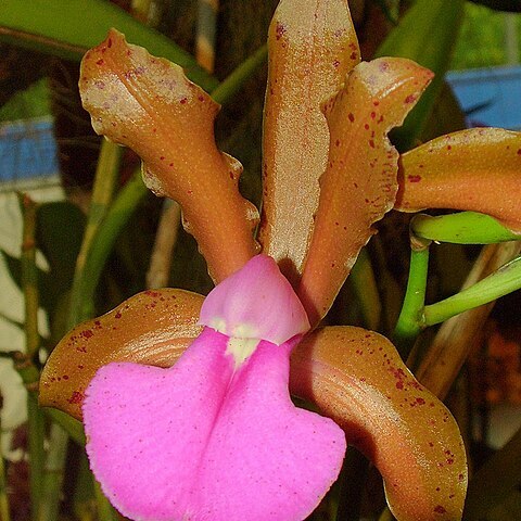 Cattleya bicolor subsp. brasiliensis unspecified picture